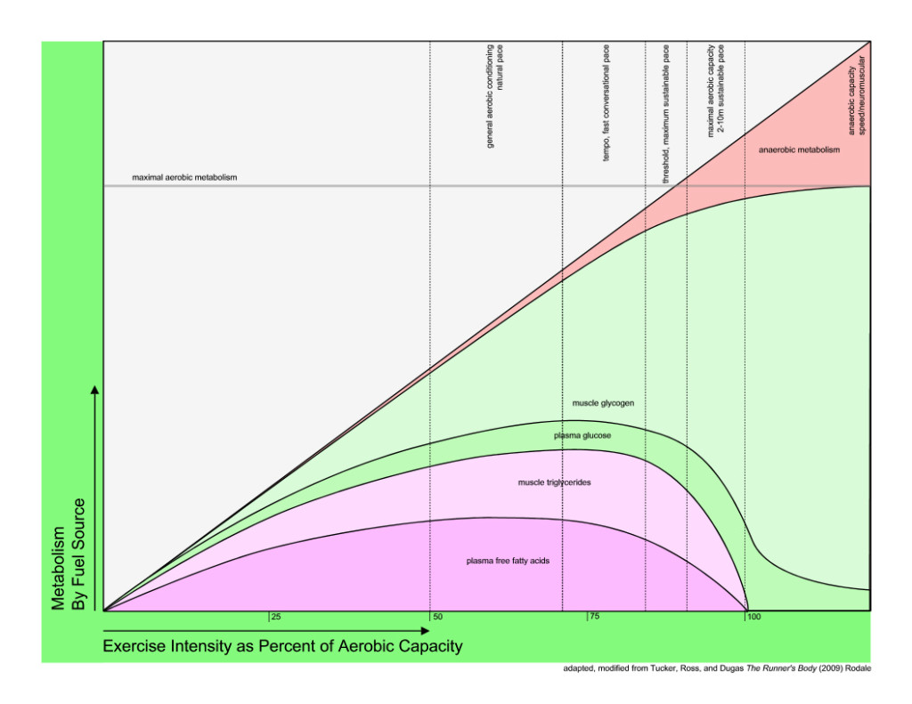 metabolism by fuel source and intensity to determine recovery nutrition