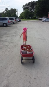 strawberry picking at Vollmer Farms