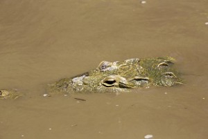 Alligator eyes for triathletes and sighting