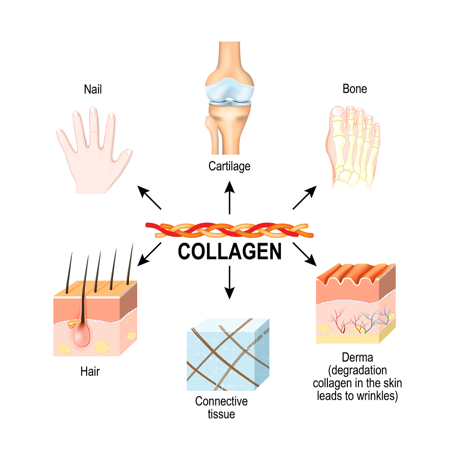 Image result for What is Collagen?